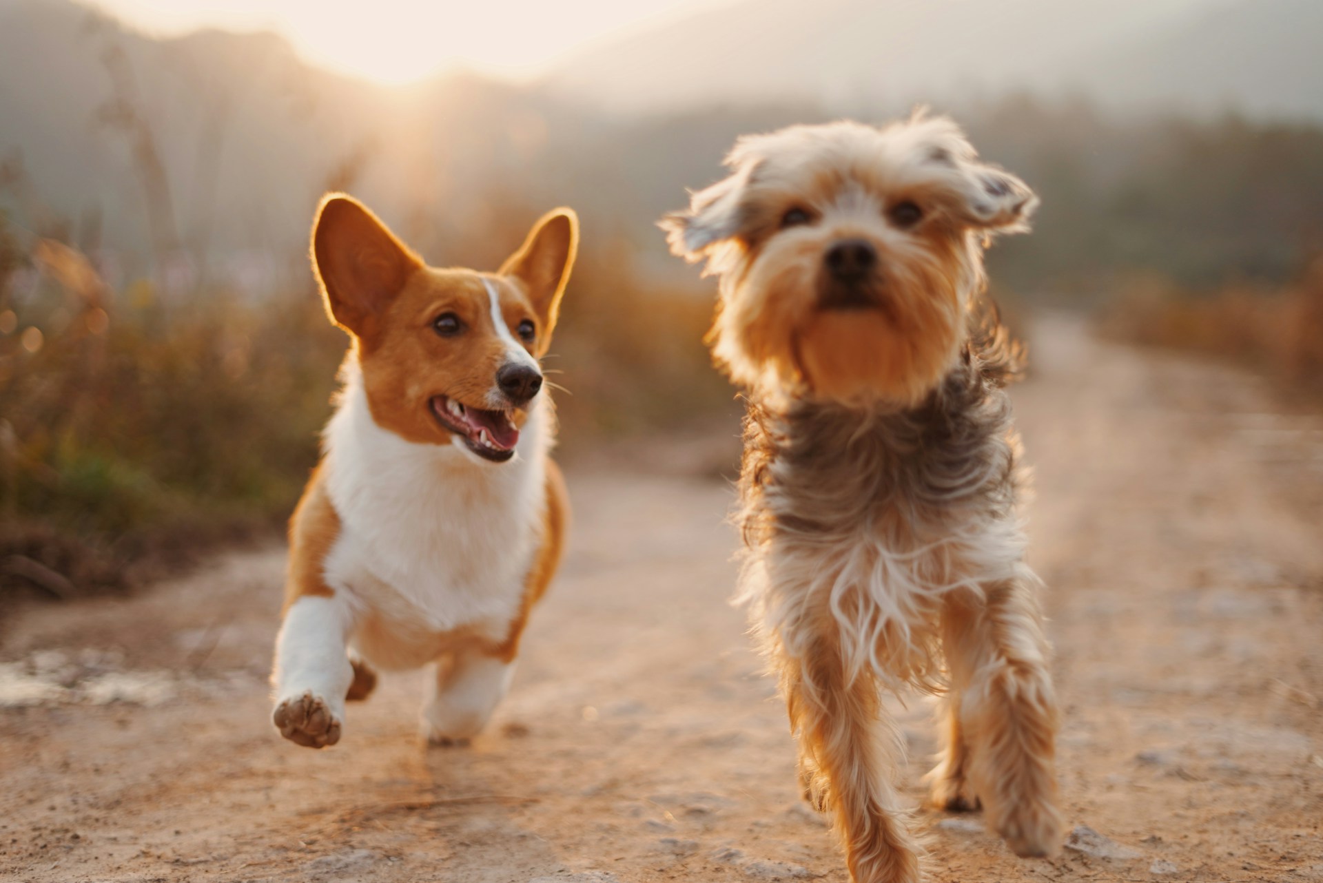 Cinematic Pet Websites That Turn Viewers Into Loyal Customers